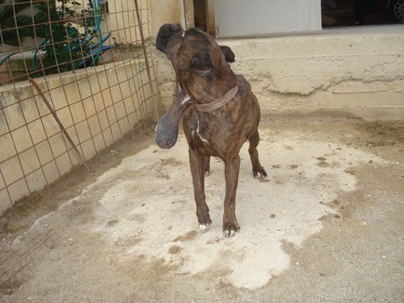 Χανιά: Με εντολή εισαγγελέα θα σώσουν τα ζώα από τους βασανιστές τους!